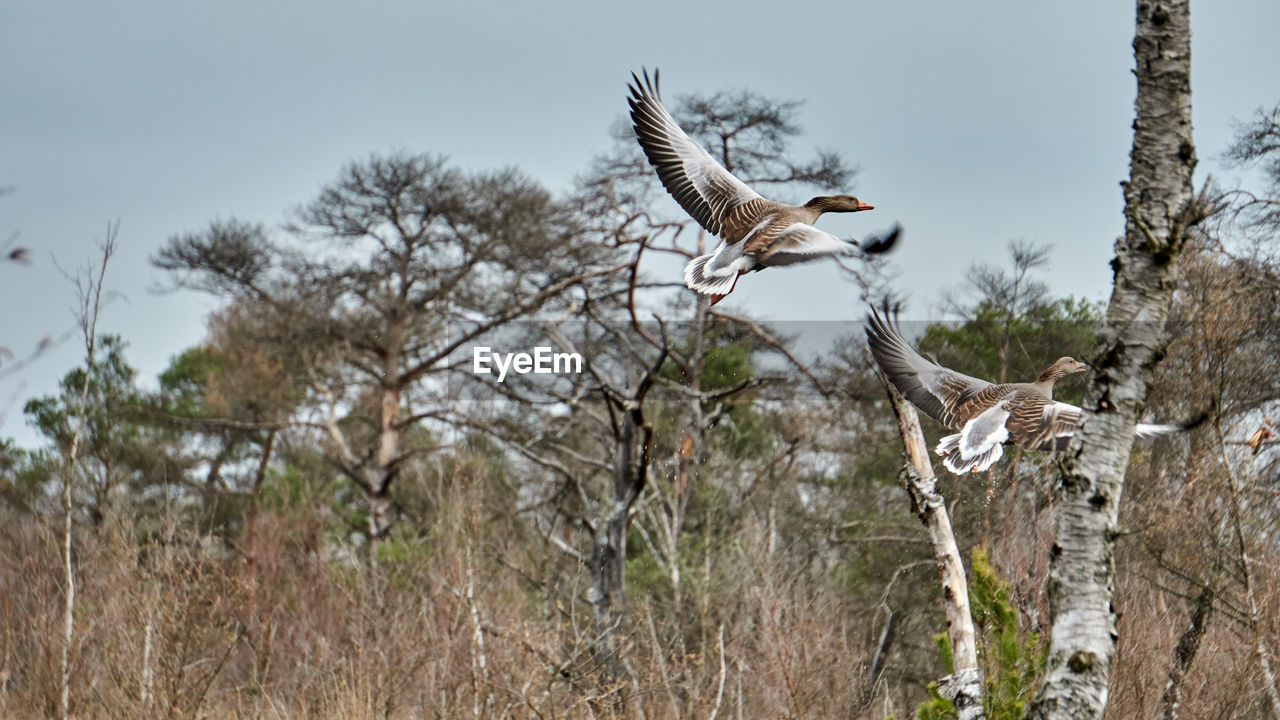 Low angle view of bird flying against the sky