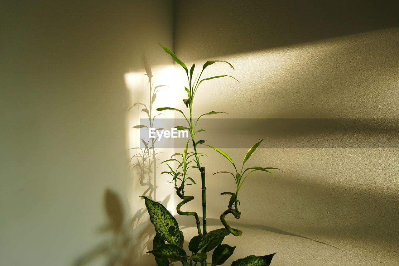 CLOSE-UP OF PLANT AGAINST WHITE WALL AT HOME