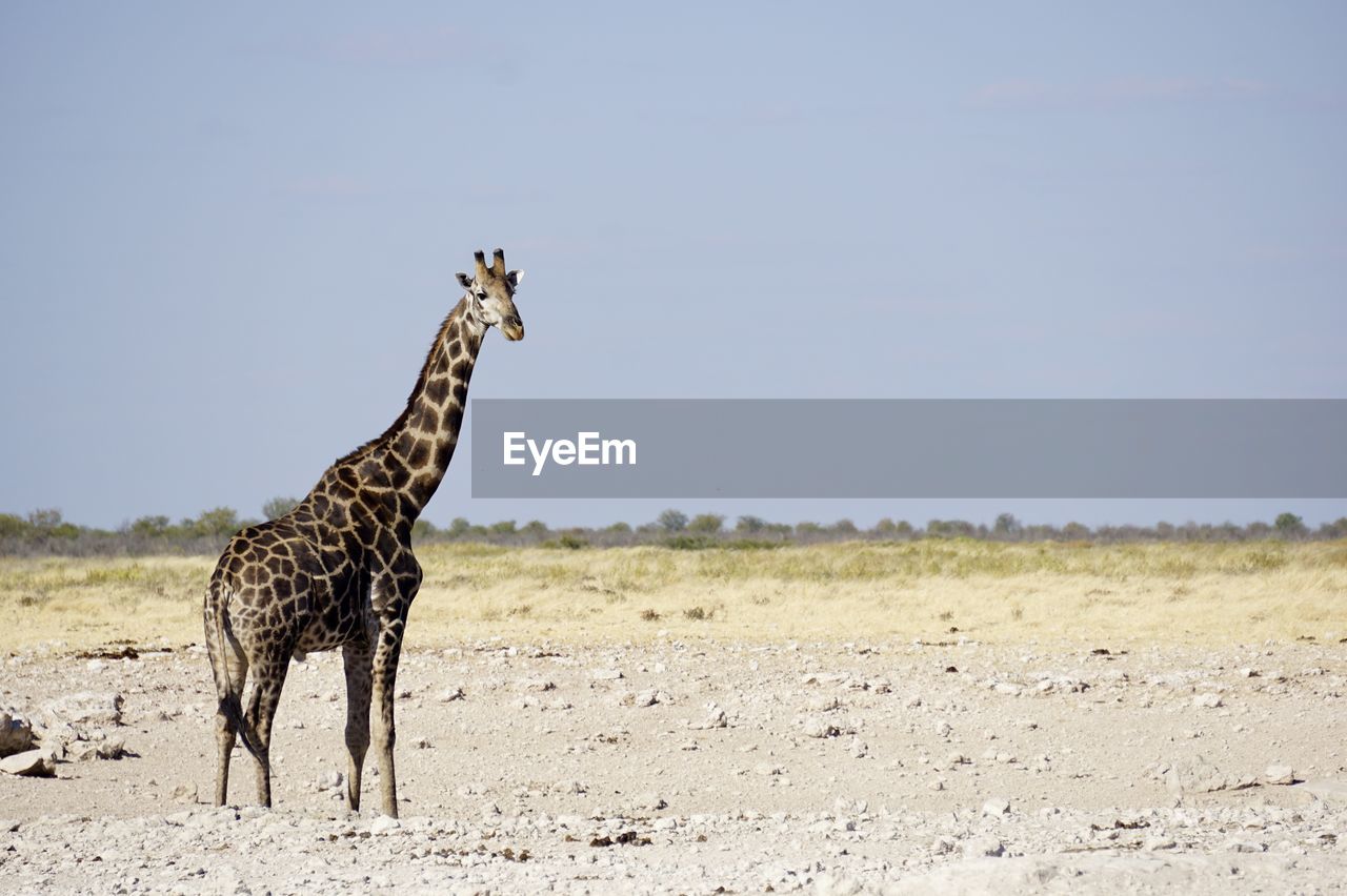 Giraffe standing on field against clear blue sky