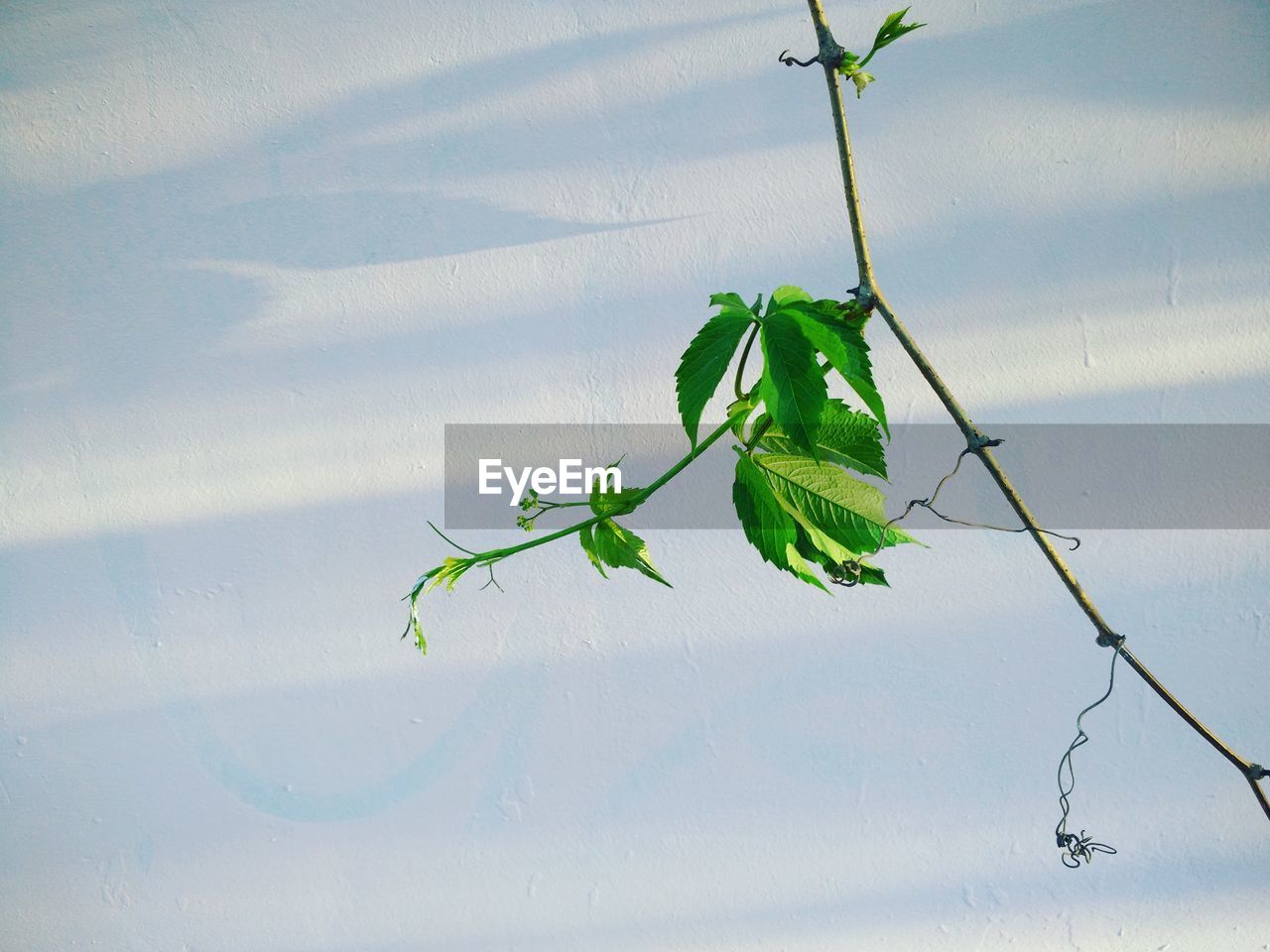 LOW ANGLE VIEW OF PLANT GROWING AGAINST WALL