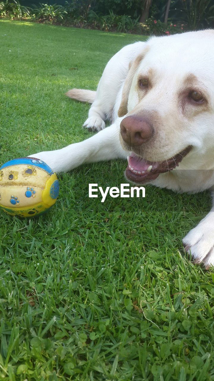 CLOSE-UP OF DOG WITH BALL IN MOUTH