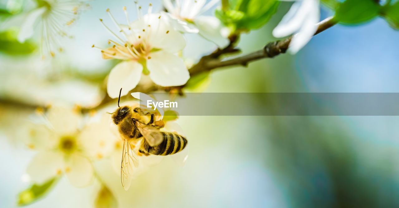Close-up photo of a honey bee gathering nectar and spreading pollen on white flowers of cherry tree