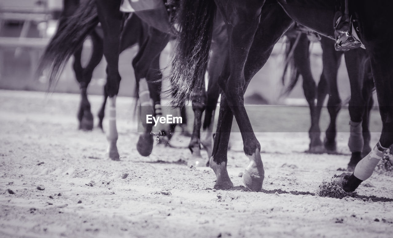 Close-up of horses in ranch