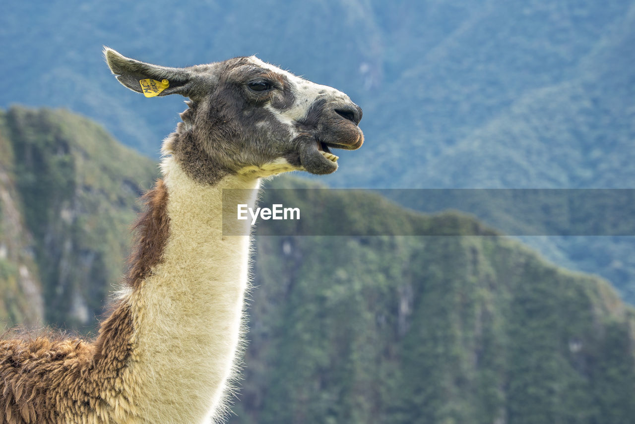 Side view of llama sitting on field against mountains