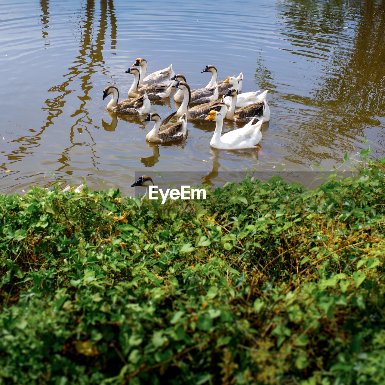 Geese and swans in pond