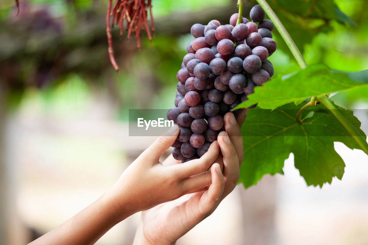 Cropped hand holding grapes growing on tree