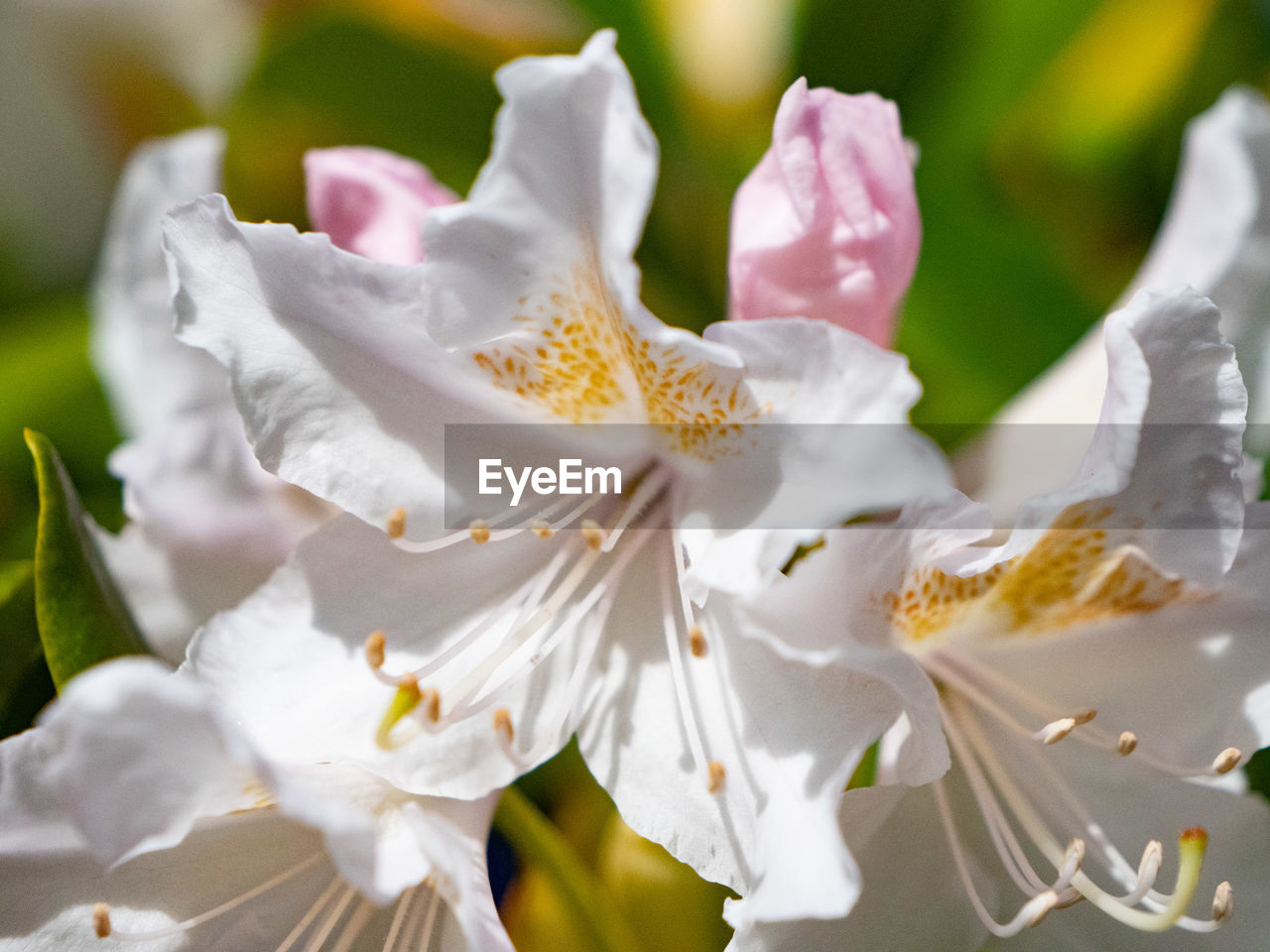 flower, plant, flowering plant, blossom, beauty in nature, freshness, close-up, fragility, petal, flower head, nature, macro photography, white, inflorescence, springtime, pollen, growth, no people, stamen, outdoors, botany, focus on foreground, selective focus, branch, pink, day, tree