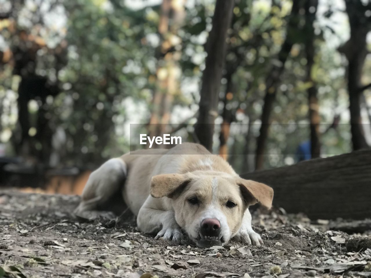 PORTRAIT OF A DOG RELAXING ON LAND