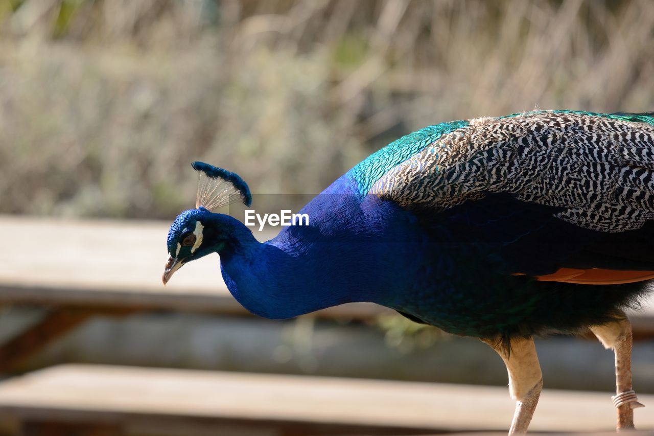 Close-up of peacock