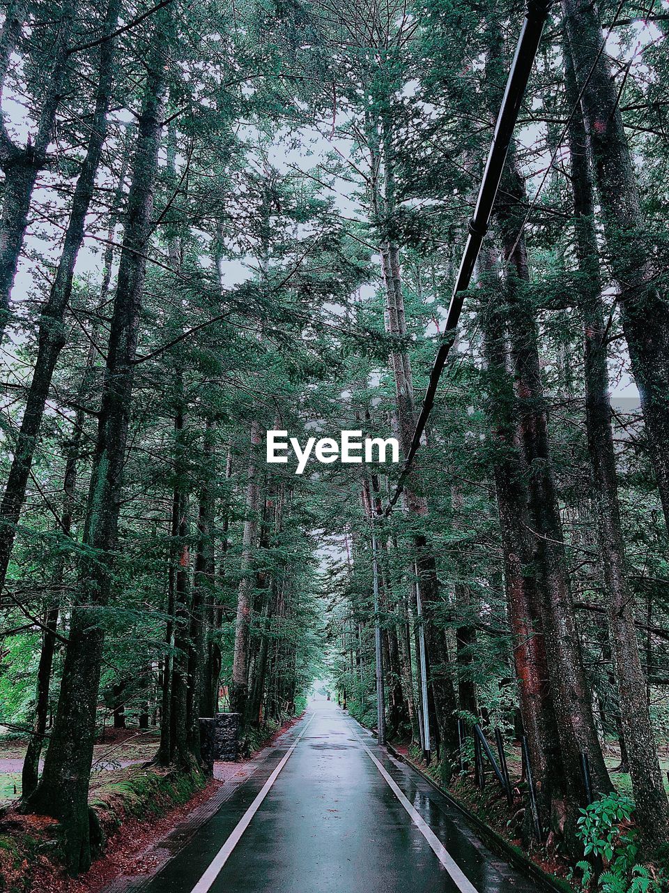 Empty road amidst trees in forest