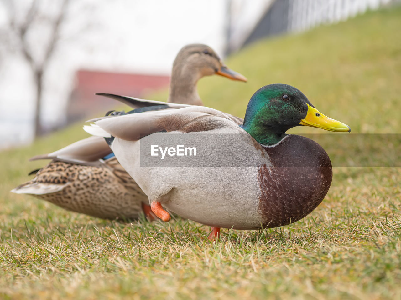 duck, bird, animal themes, animal, mallard, animal wildlife, ducks, geese and swans, wildlife, water bird, beak, grass, poultry, nature, mallard duck, group of animals, no people, day, plant, goose, outdoors, two animals