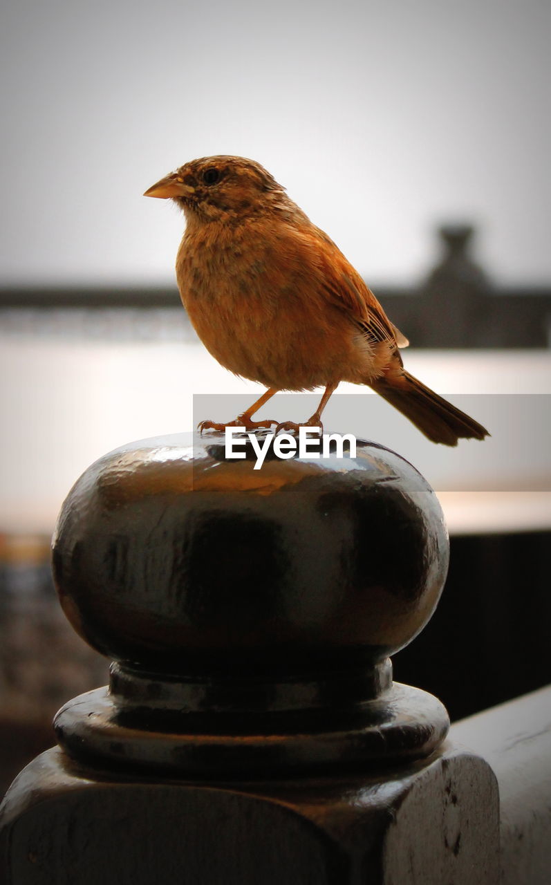 CLOSE-UP OF BIRD PERCHING ON WOOD