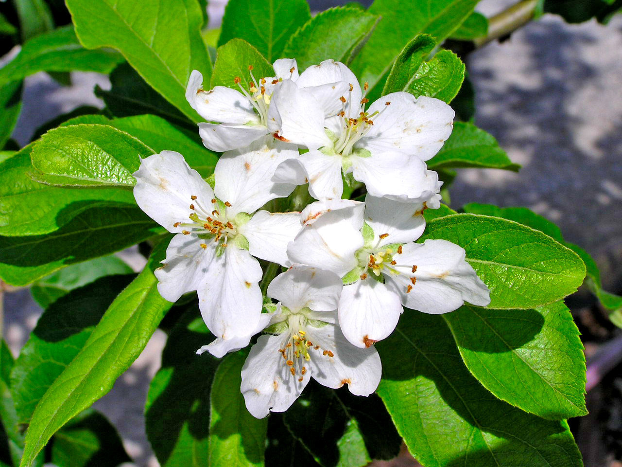 WHITE FLOWERS BLOOMING OUTDOORS