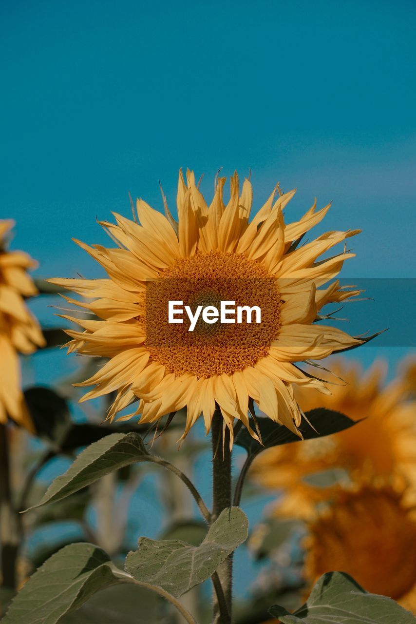 plant, sunflower, flower, flowering plant, freshness, nature, beauty in nature, yellow, flower head, growth, sky, close-up, inflorescence, blue, macro photography, petal, fragility, no people, leaf, plant part, clear sky, landscape, outdoors, plant stem, land, rural scene, focus on foreground, summer, field, pollen, environment, blossom, sunflower seed, agriculture, day