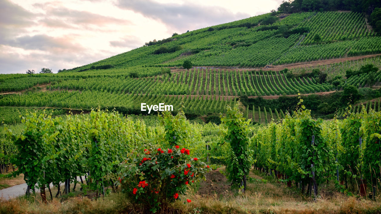 SCENIC VIEW OF VINEYARD