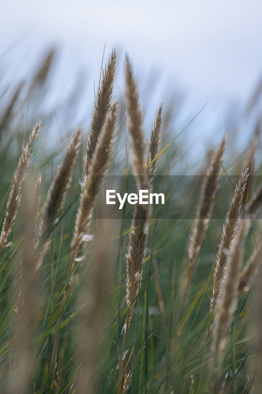 Beach grass