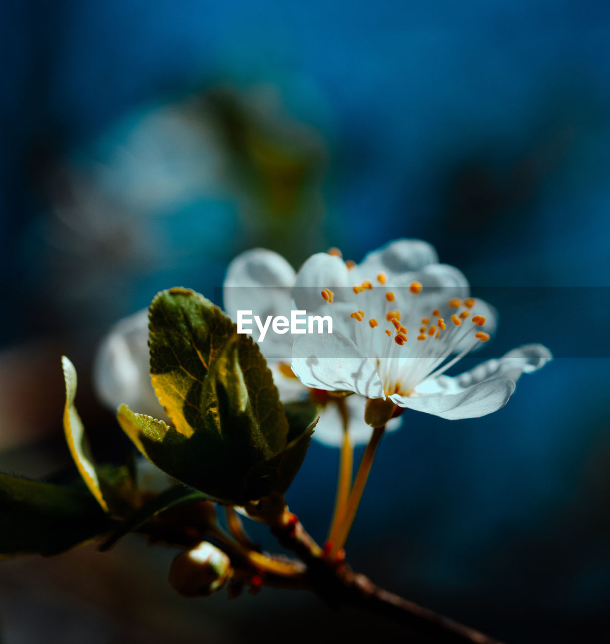 Close-up of pear blossom in spring