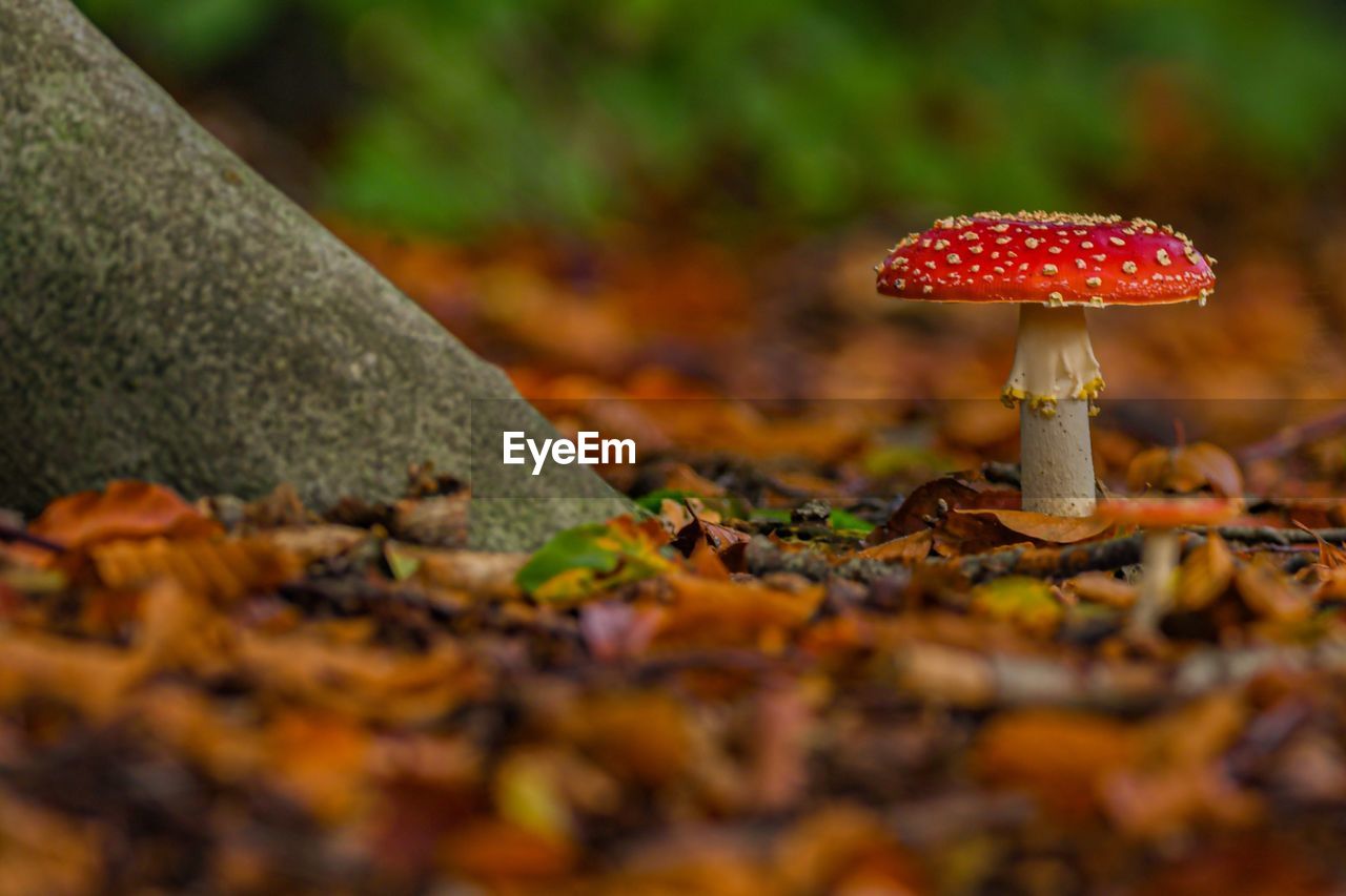 Autumn toadstool 