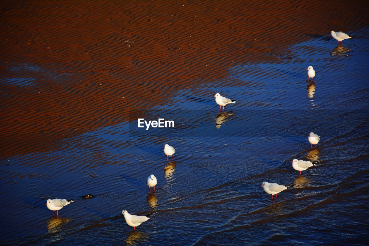 Seagulls flying over lake