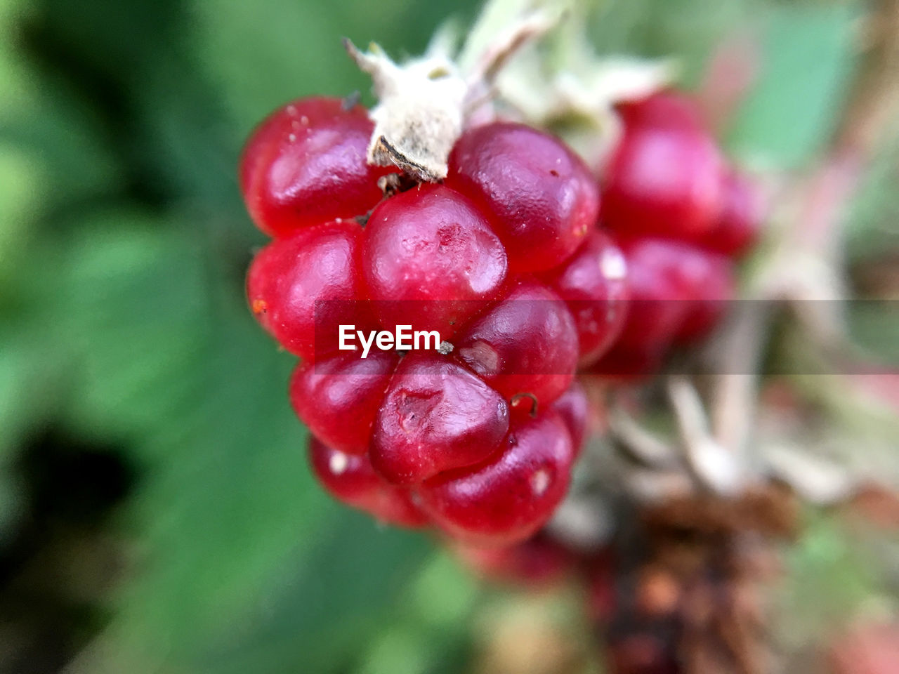 CLOSE-UP OF RED BERRIES