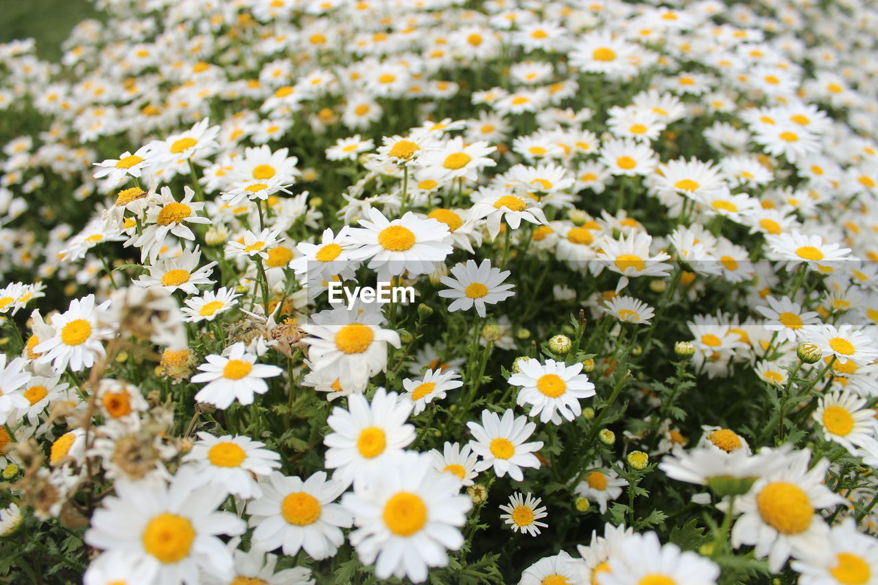 Close-up of white daisy flowers on field