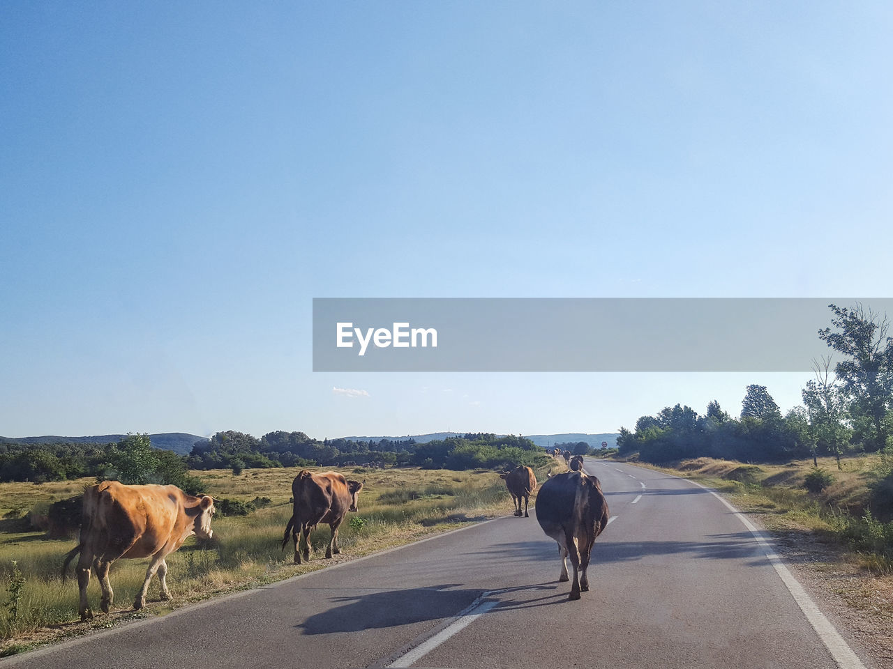 COWS ON ROAD AGAINST SKY