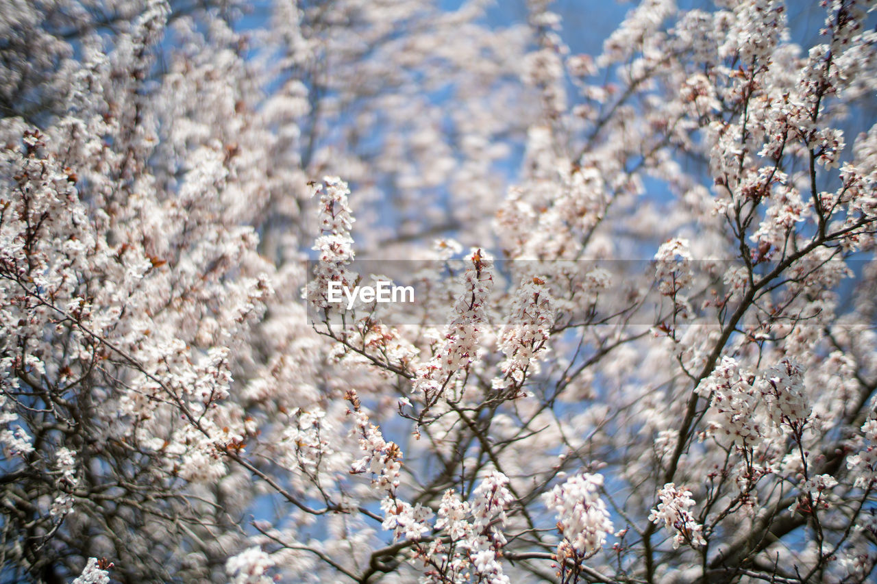 Close-up of white plum tree