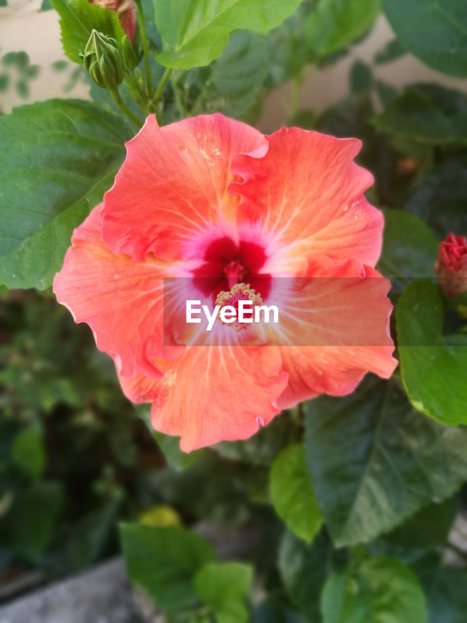 CLOSE-UP OF FLOWER BLOOMING OUTDOORS