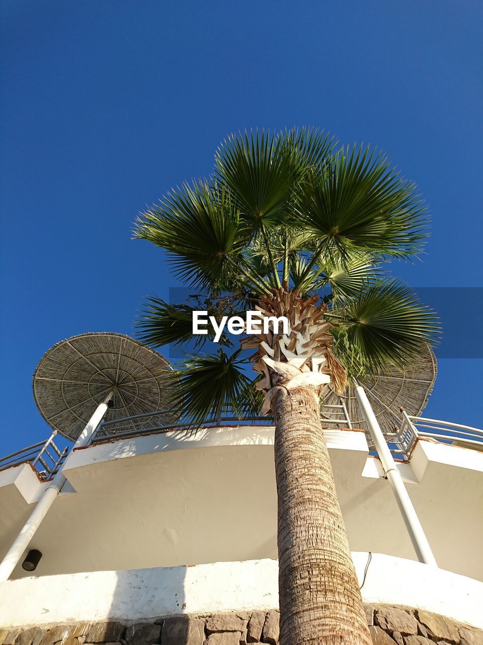 Low angle view of palm tree against clear blue sky