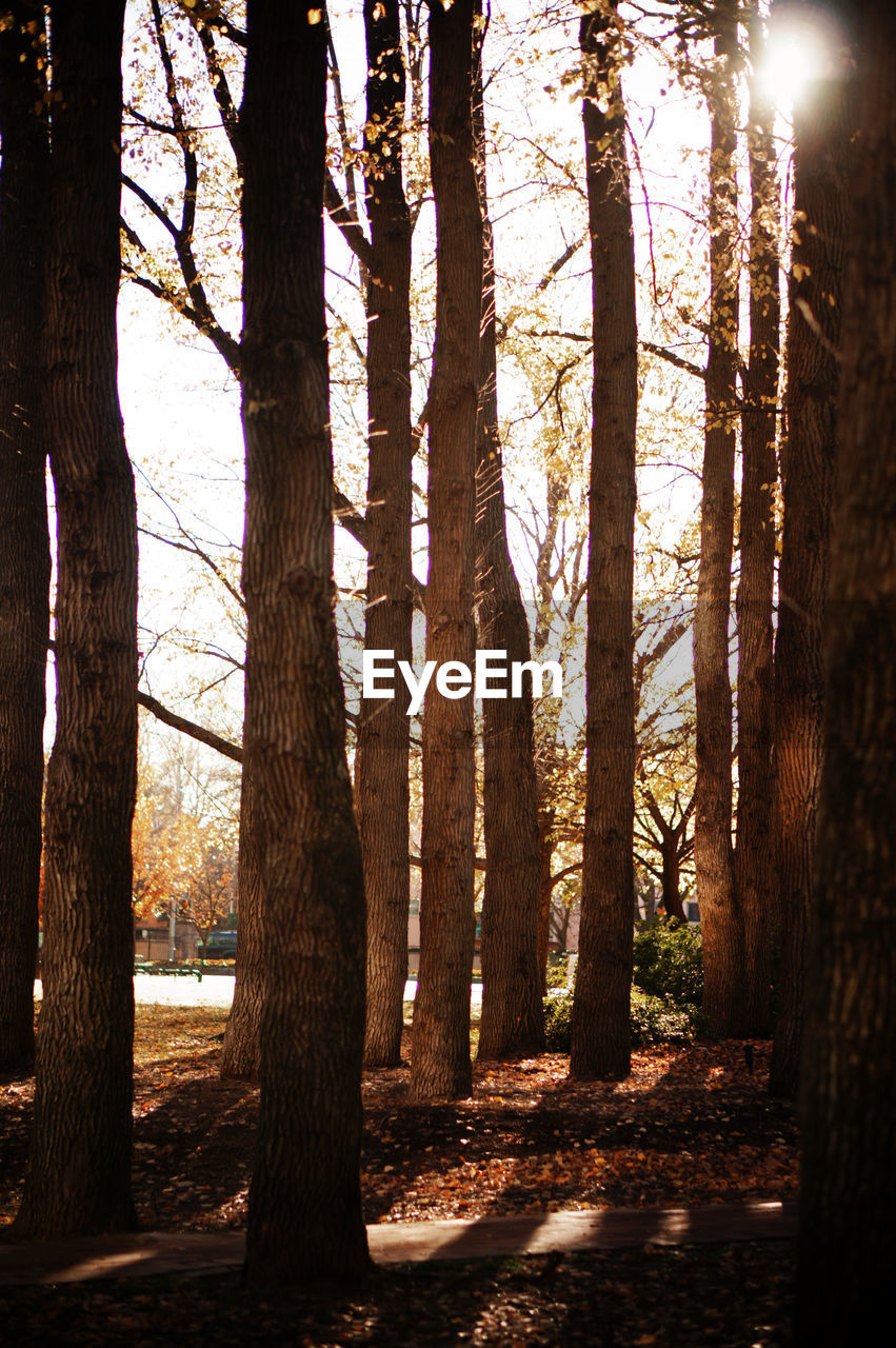 Trees in forest during autumn