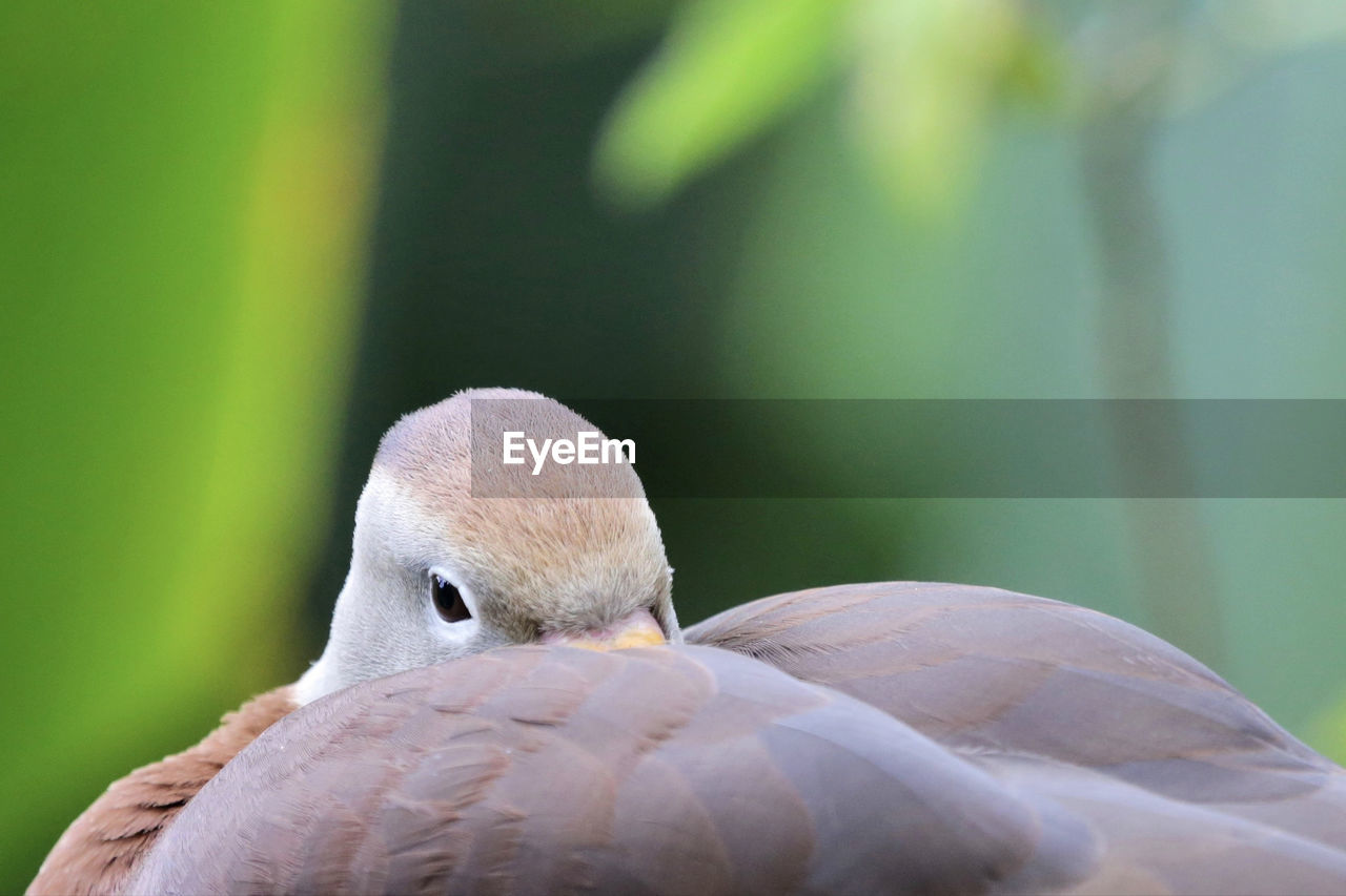 CLOSE-UP OF BIRD ON LEAF