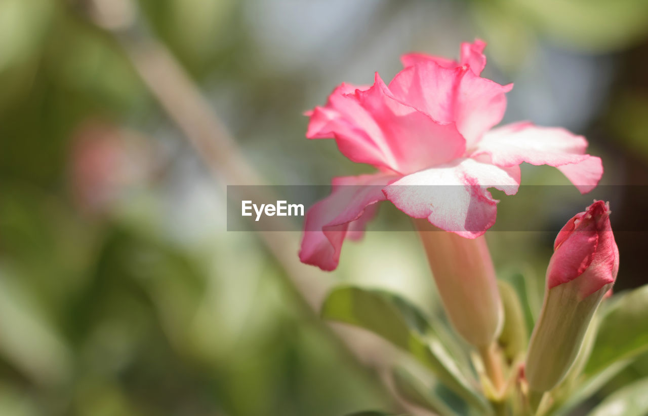 CLOSE-UP OF PINK FLOWER BLOOMING