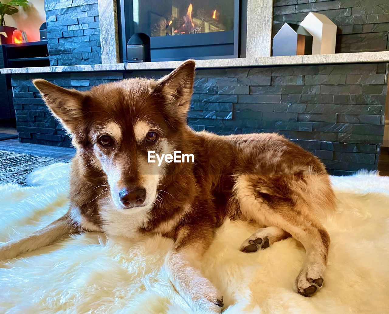 PORTRAIT OF A DOG LYING ON THE FLOOR