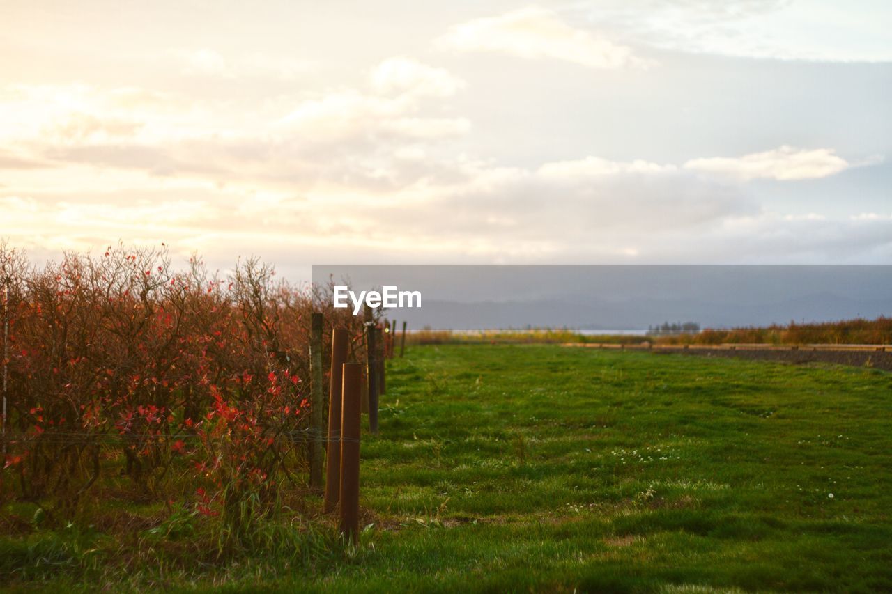 VIEW OF WOODEN POST ON FIELD AGAINST SKY