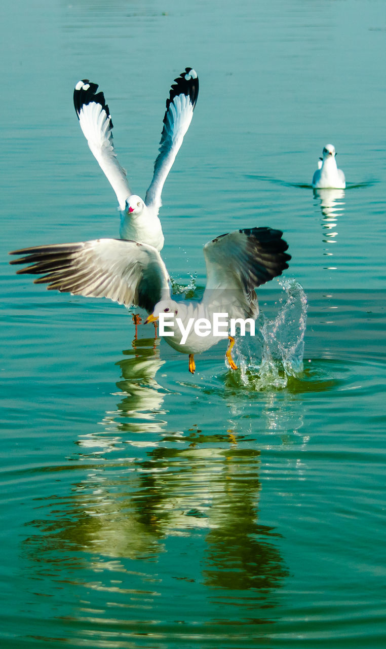 Seagulls flying over lake