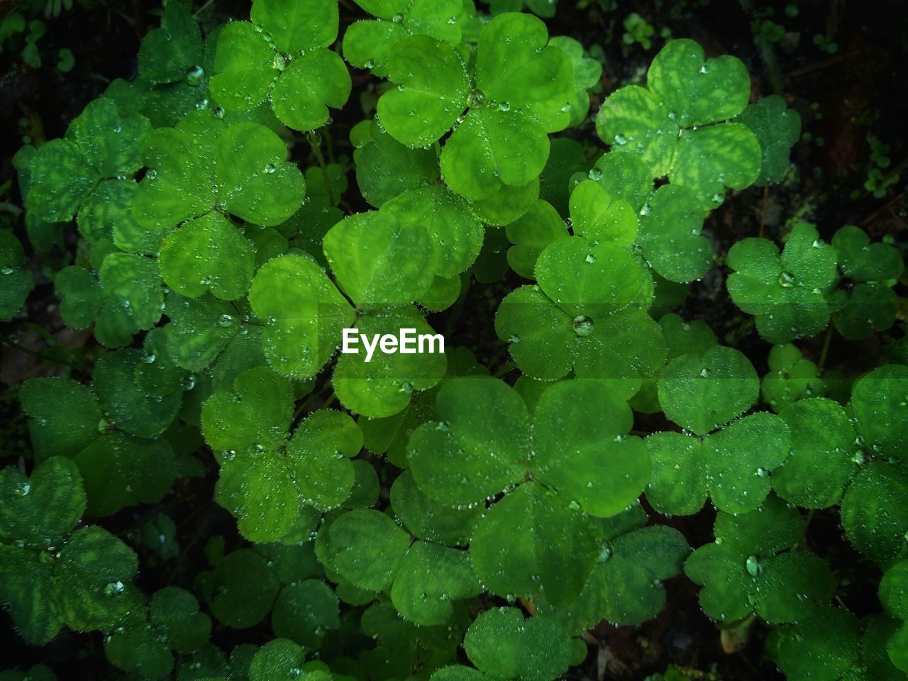 FULL FRAME SHOT OF WET LEAVES ON RAINY DAY