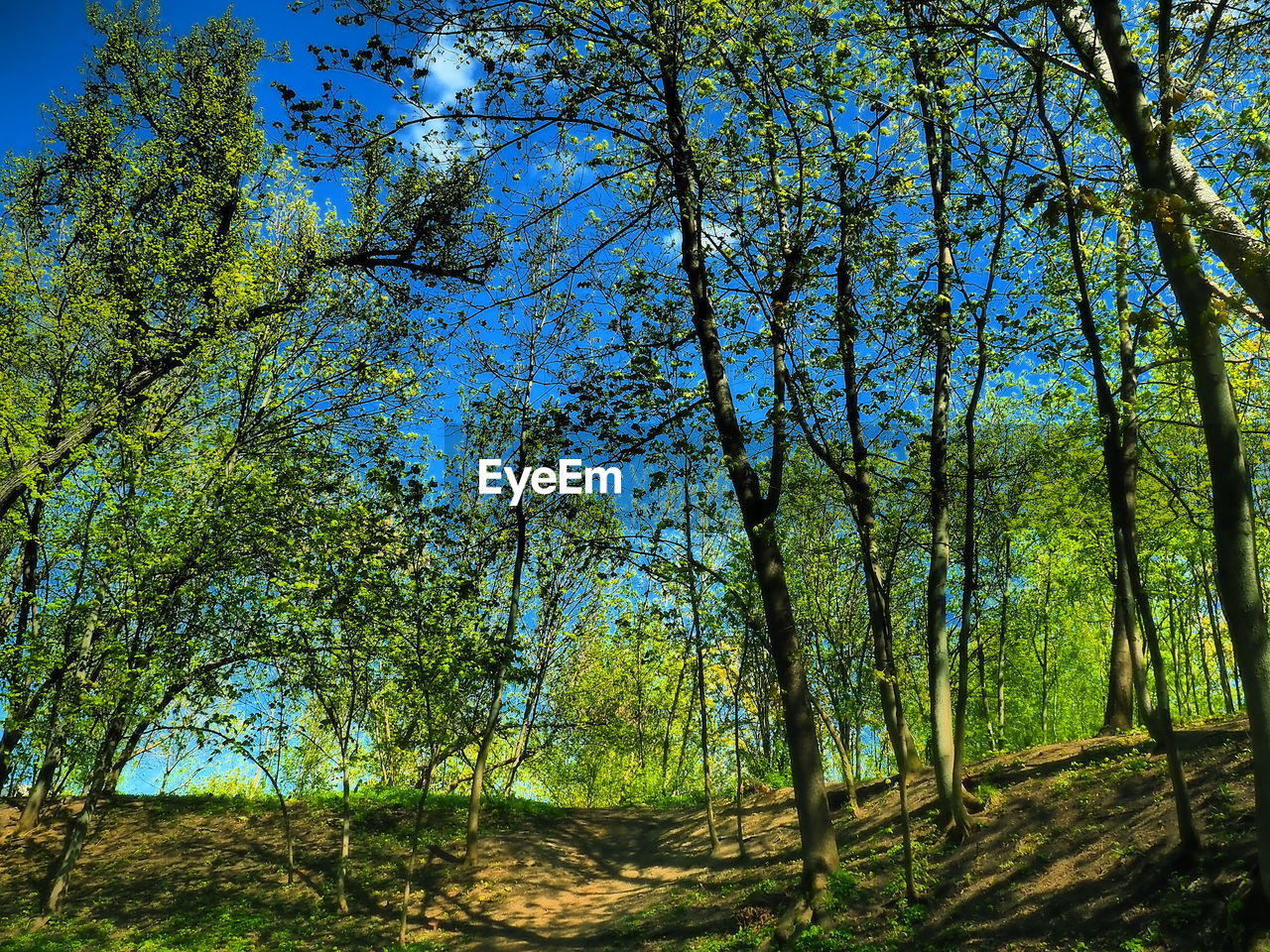 TREES GROWING IN FOREST