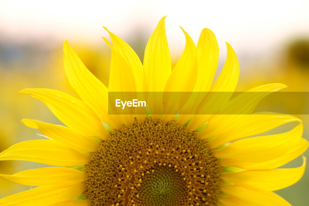Close-up of sunflower