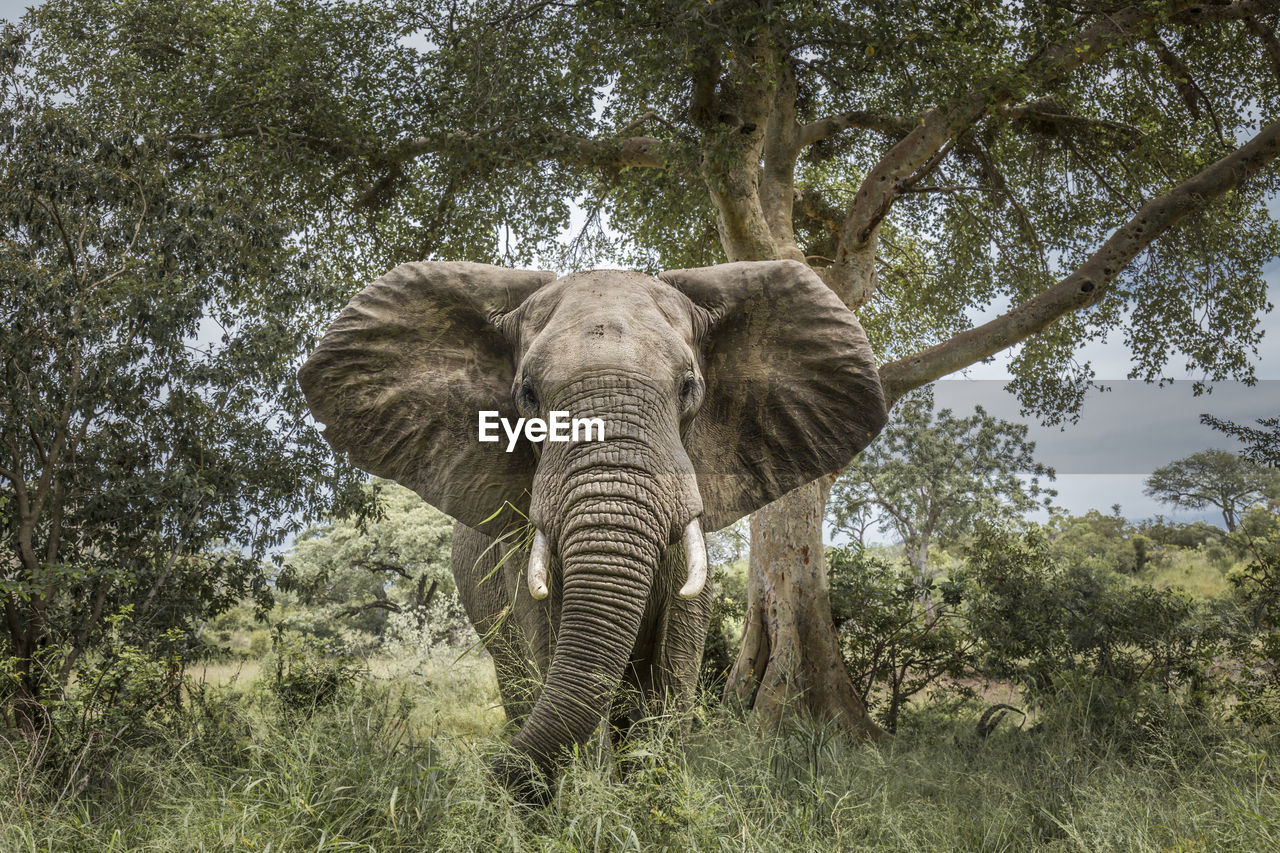 ELEPHANT IN FOREST