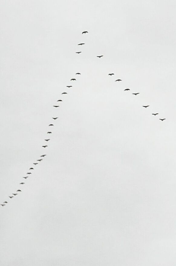 LOW ANGLE VIEW OF BIRDS FLYING OVER WHITE BACKGROUND