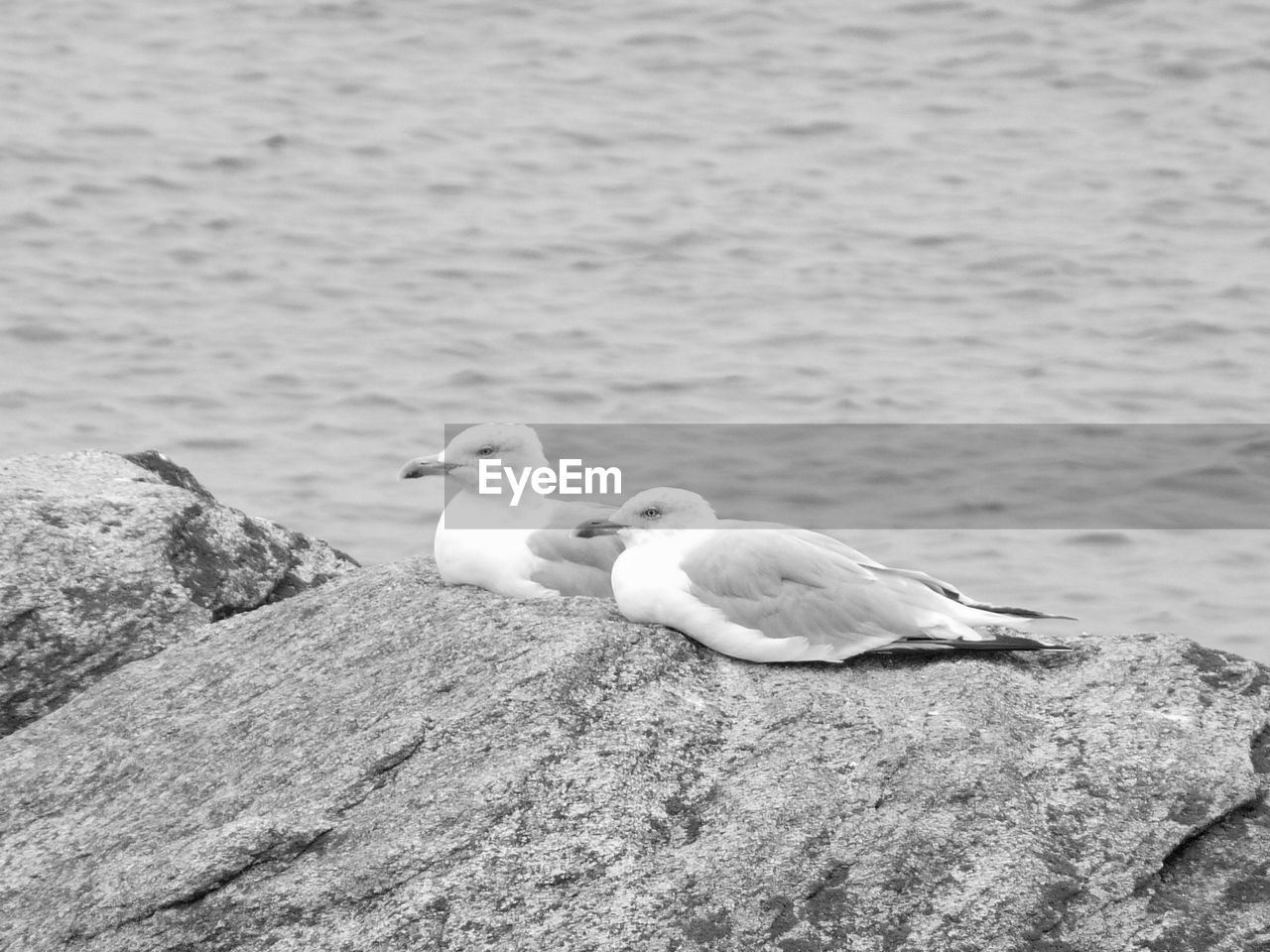 SEAGULLS PERCHING ON ROCK