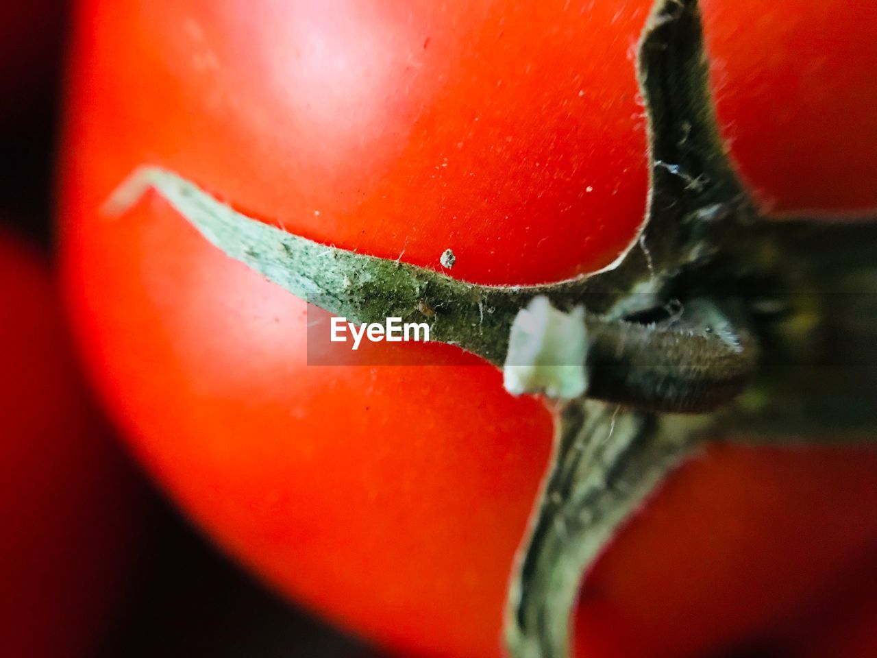 CLOSE-UP OF RED FLOWER AND GREEN PLANT