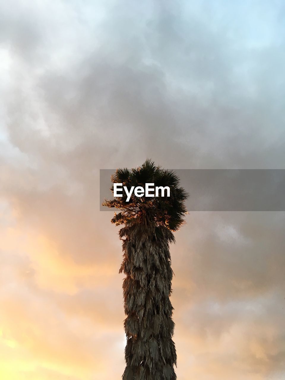 Low angle view of palm tree against sky during sunset