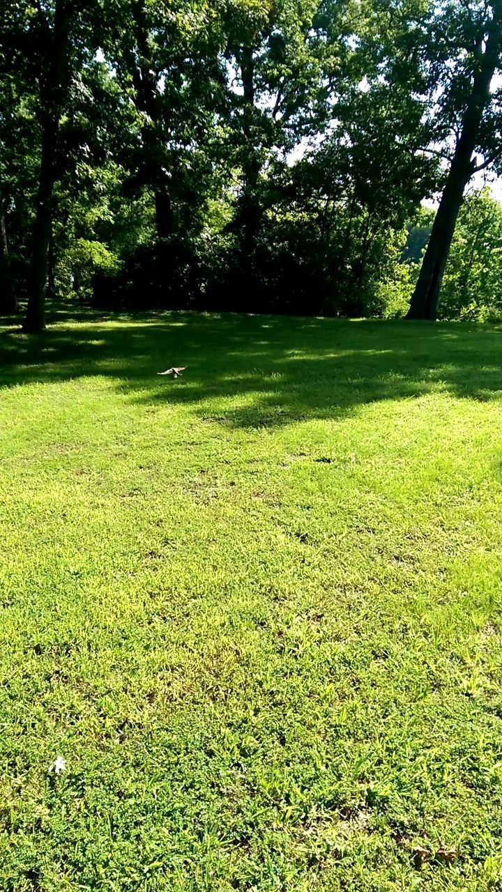 TREES GROWING ON GOLF COURSE