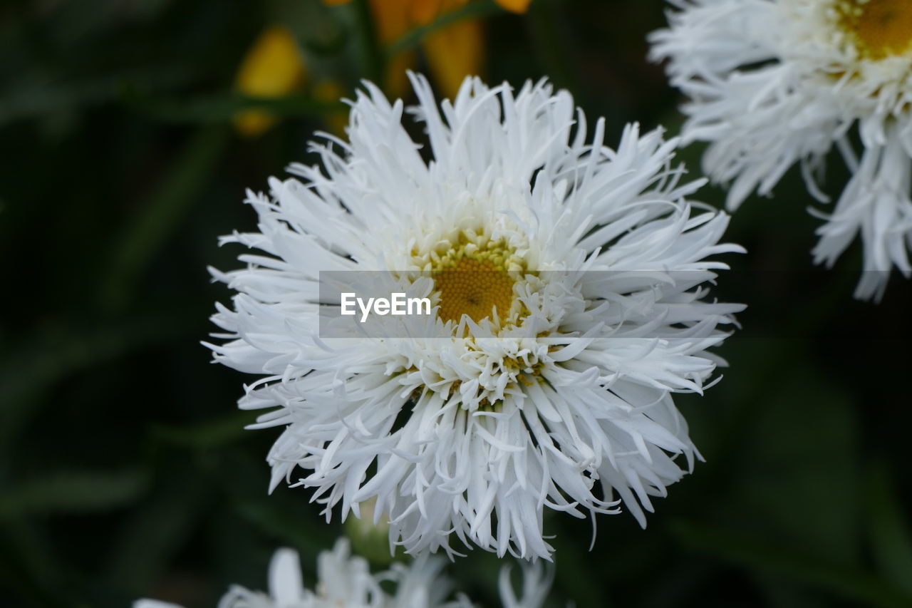 Close-up of white flower blooming outdoors