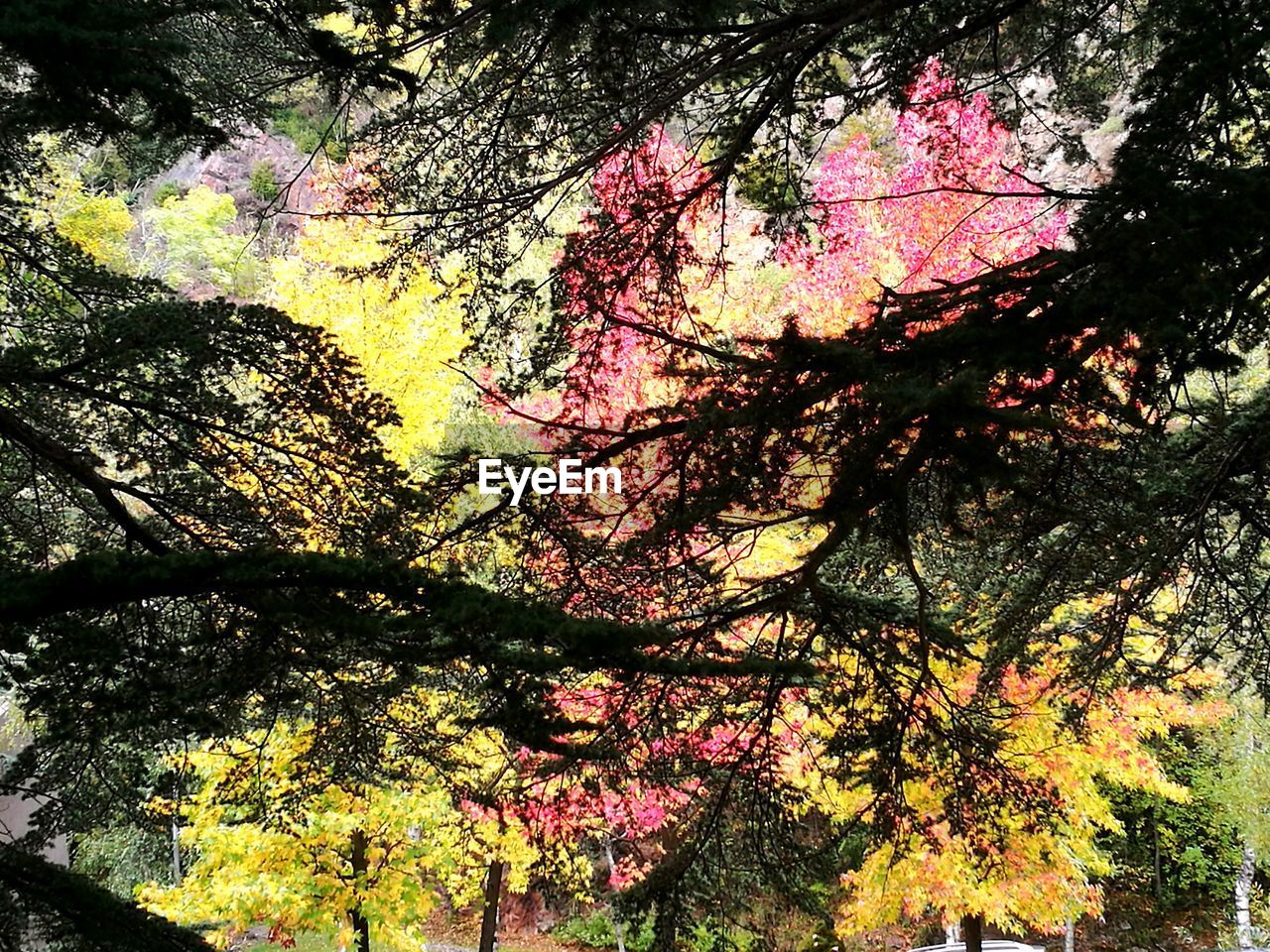 Low angle view of trees during autumn