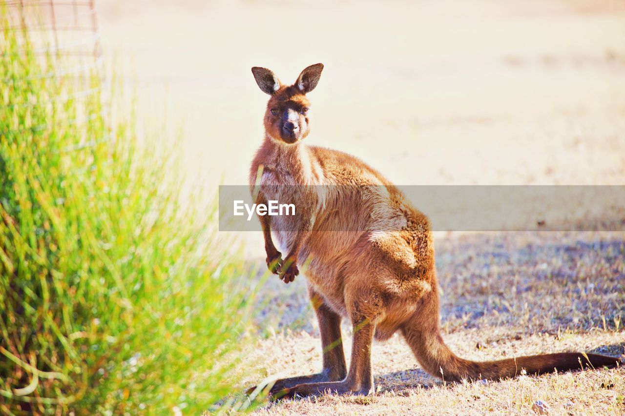 Kangaroo standing in a field