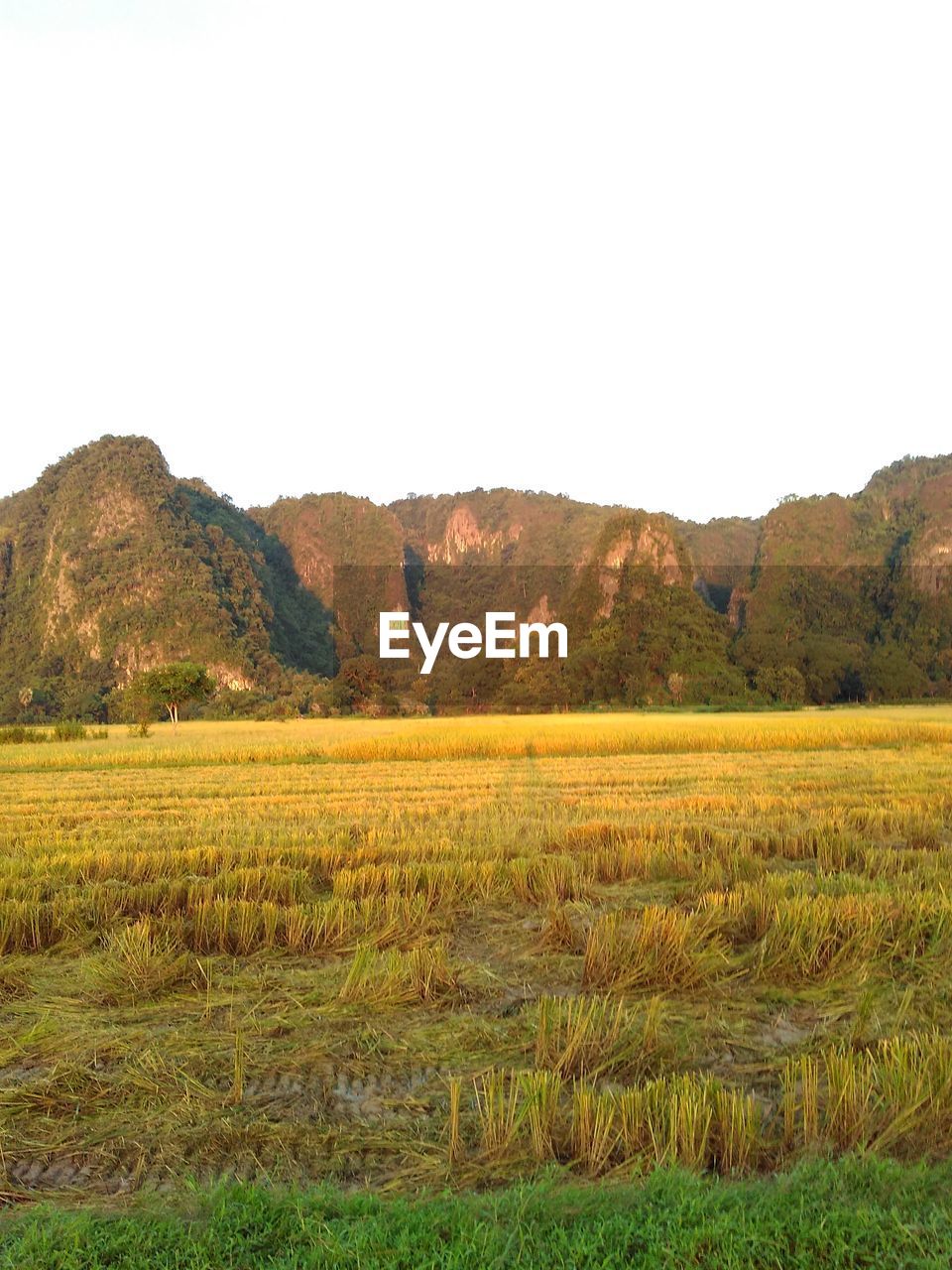 AGRICULTURAL FIELD AGAINST CLEAR SKY