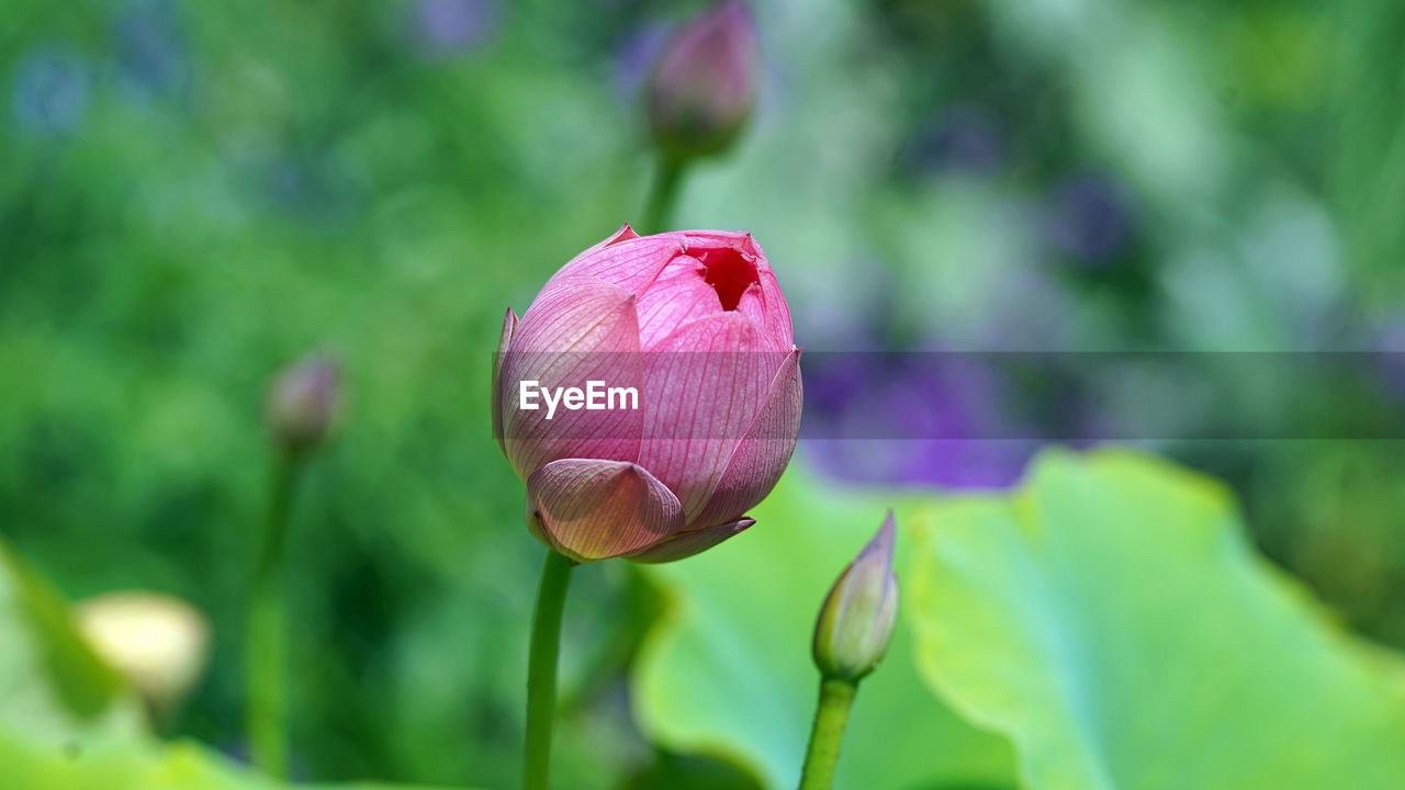 Close-up of pink tulip bud