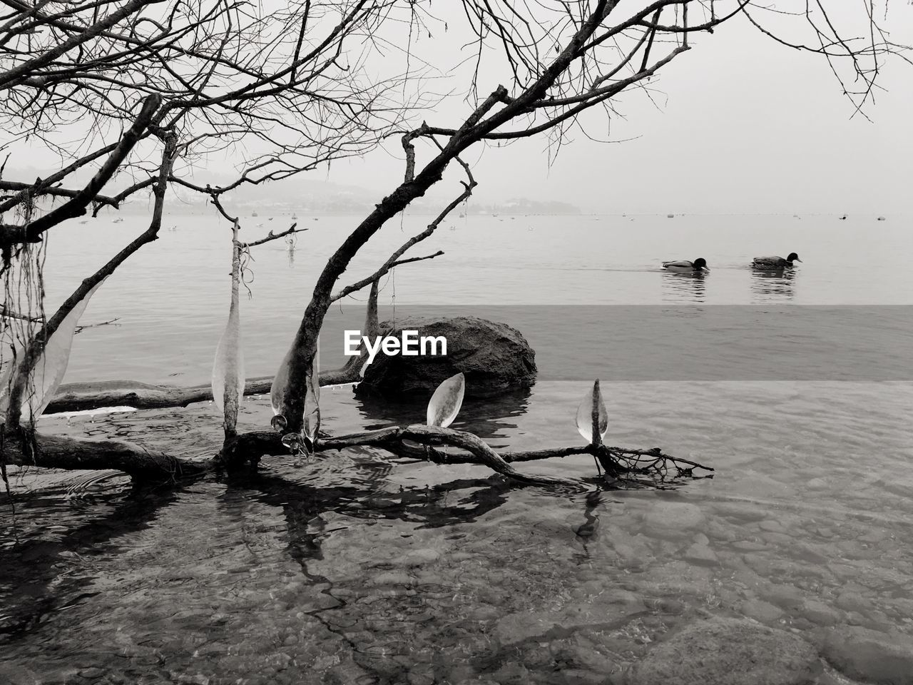 Birds swimming on lake against sky